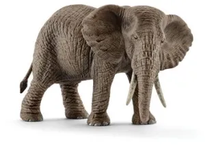 African Elephant female