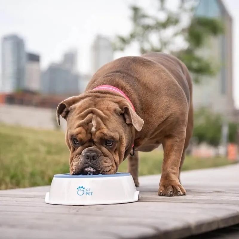 GF Pet Ice Bowl